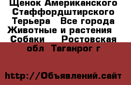 Щенок Американского Стаффордштирского Терьера - Все города Животные и растения » Собаки   . Ростовская обл.,Таганрог г.